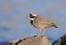 08-0418 Ringed Plover Charadrius hiaticula